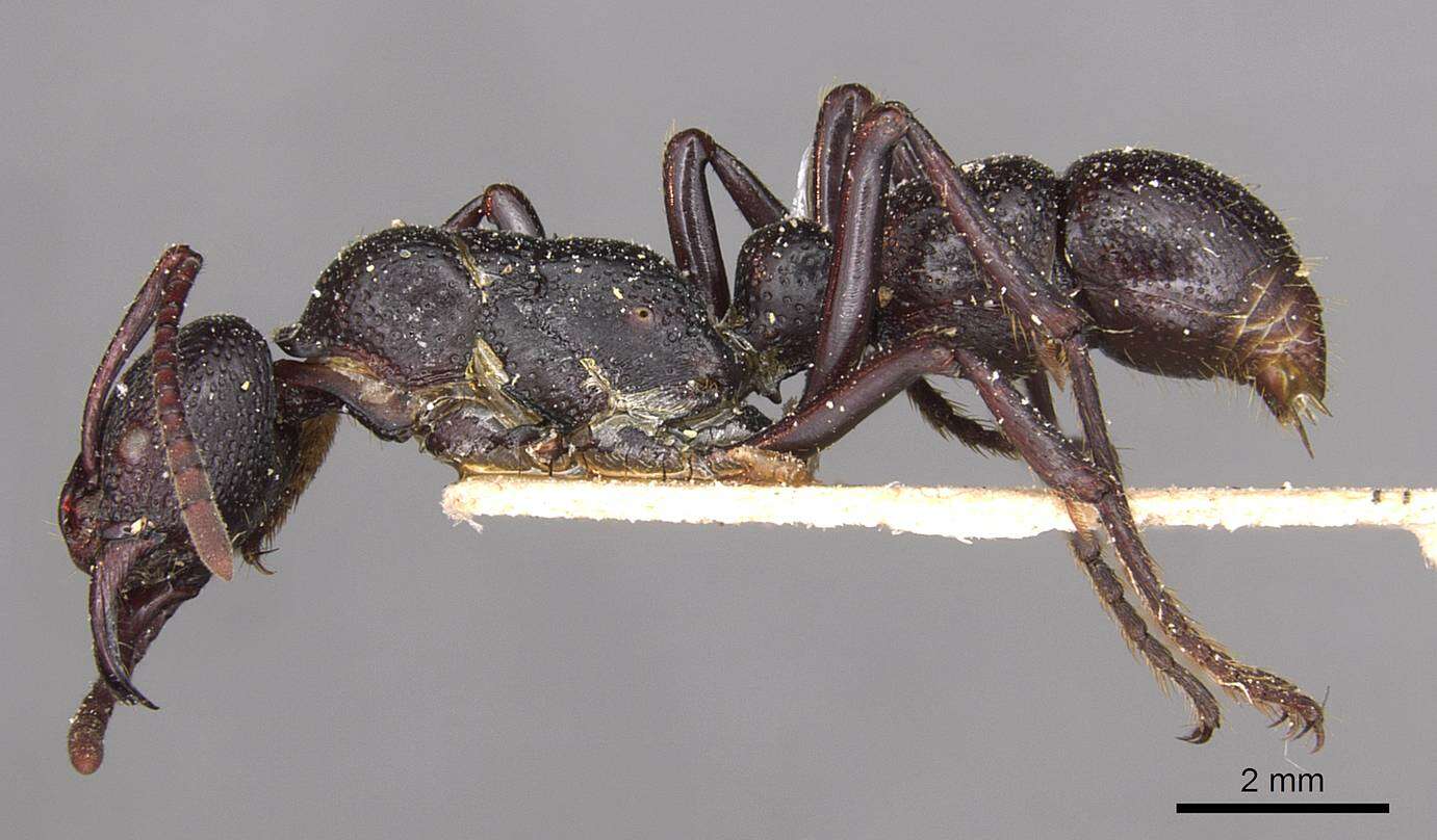 Image of Psalidomyrmex wheeleri Santschi 1923