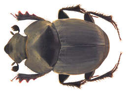 Image de Onthophagus (Phanaeomorphus) hingstoni Arrow 1931