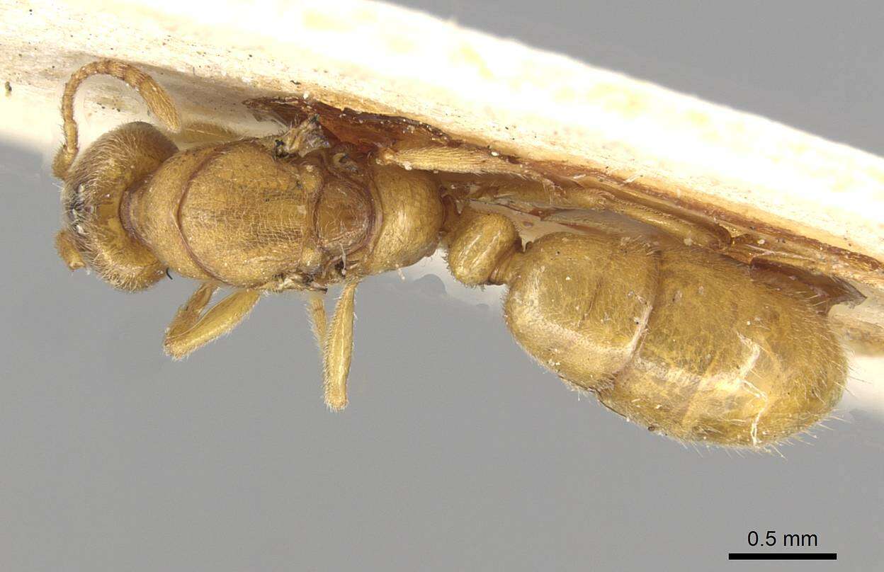 Image of Typhlomyrmex foreli Santschi 1925