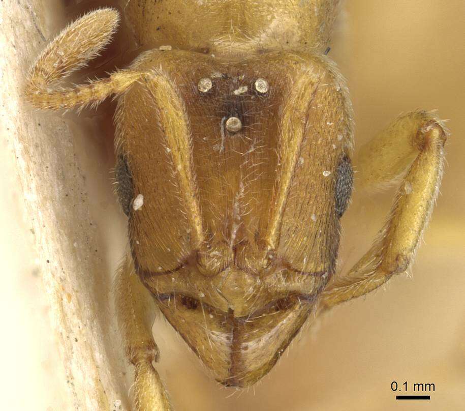 Image of Typhlomyrmex foreli Santschi 1925