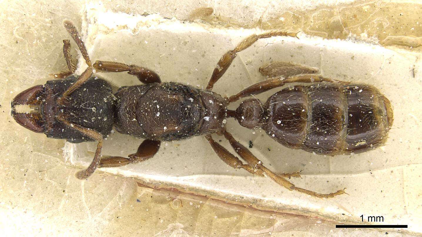 Image of Typhlomyrmex rogenhoferi Mayr 1862