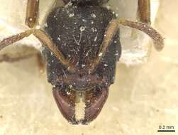 Image of Typhlomyrmex rogenhoferi Mayr 1862