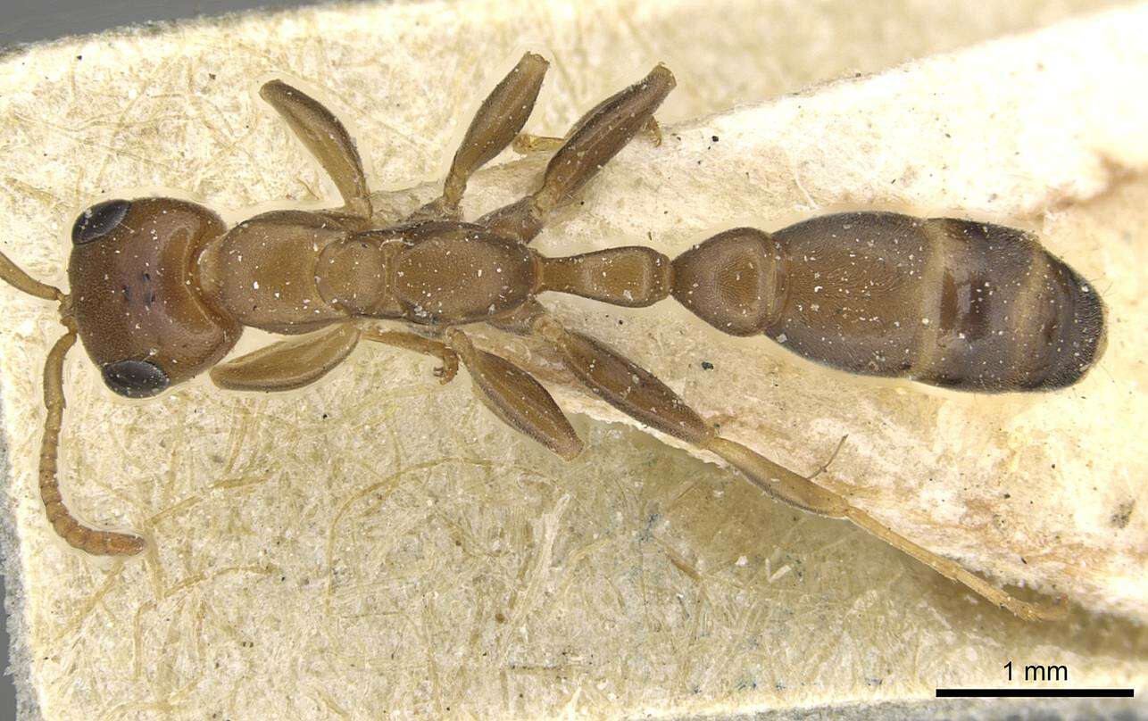 Image of Pseudomyrmex adustus (Borgmeier 1929)