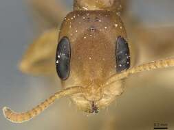 Image of Pseudomyrmex adustus (Borgmeier 1929)