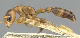 Image of Pseudomyrmex adustus (Borgmeier 1929)