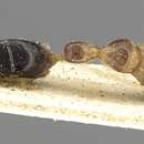 Pseudomyrmex alternans (Santschi 1936) resmi