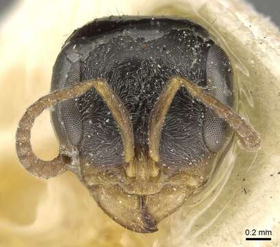 Image of Pseudomyrmex alternans (Santschi 1936)