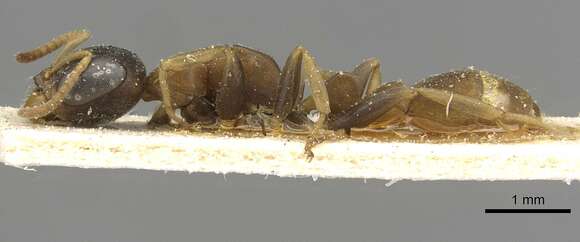 Image of Pseudomyrmex boopis (Roger 1863)
