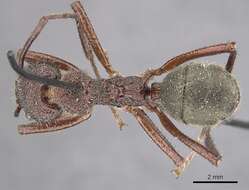 Dolichoderus decollatus Smith 1858的圖片