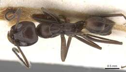 Sivun Dorymyrmex baeri Andre 1903 kuva