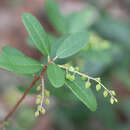 Plancia ëd Pieris phyllyreifolia