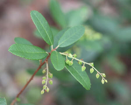 Image of Pieris phyllyreifolia