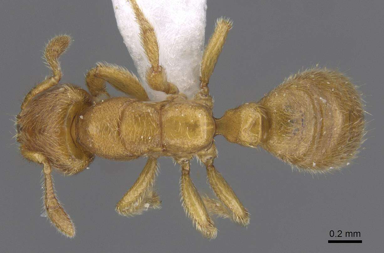 Sivun <i>Typhlomyrmex meire</i> kuva