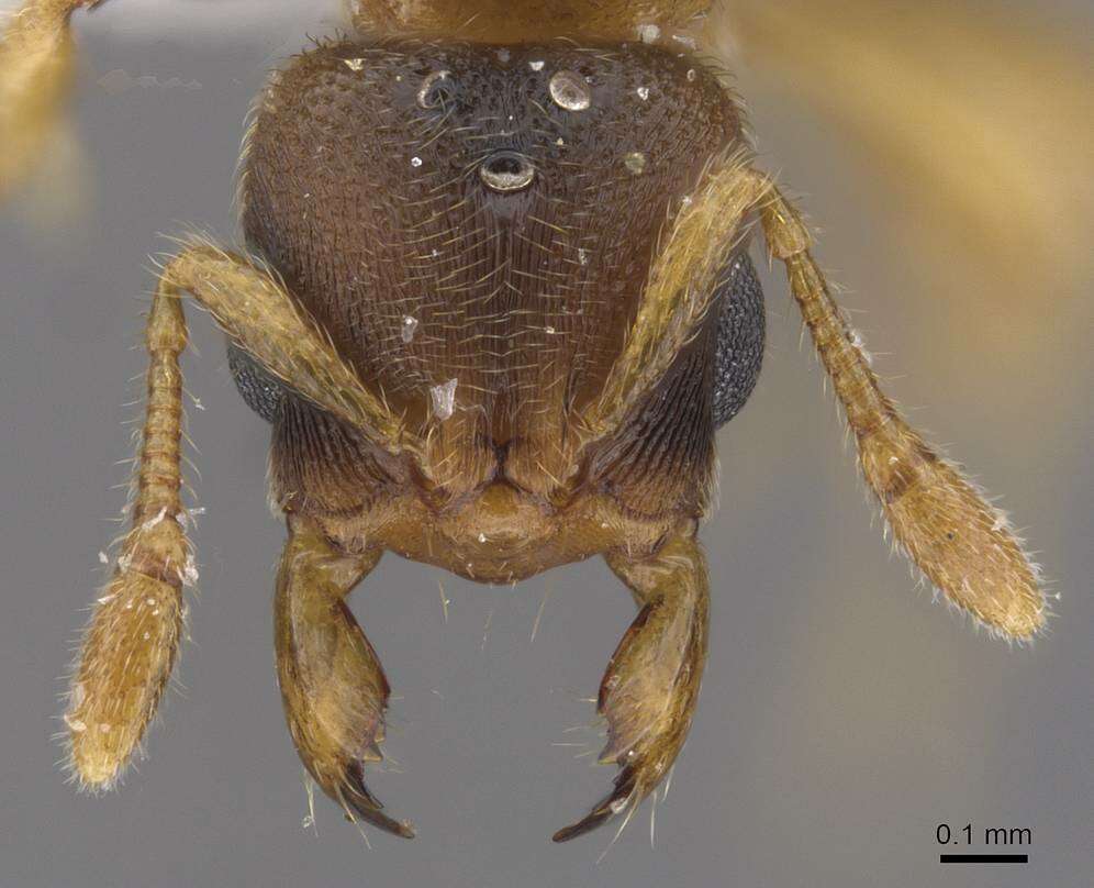 Sivun <i>Typhlomyrmex meire</i> kuva