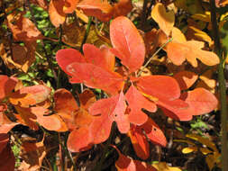 Image of Mitten tree