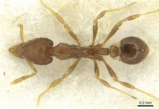 Image of Strumigenys villiersi