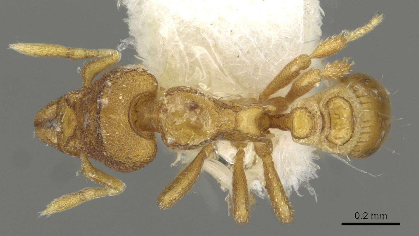 Sivun Strumigenys carinognatha kuva