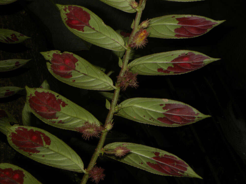 Image of Columnea segregata B. D. Morley