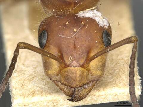 Image of Black-backed meadow ant