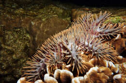 Image of crown of thorns starfishes