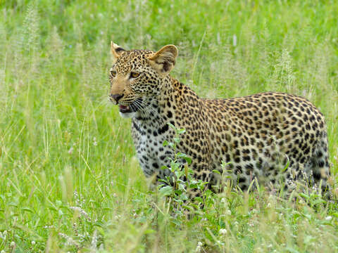 Image of Leopard