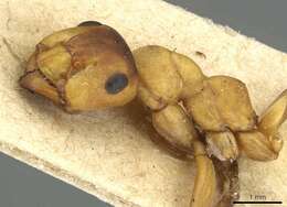 Image of wood ant