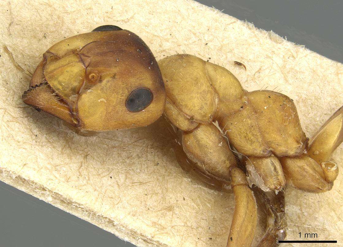 Image of wood ant