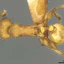 صورة <i>Temnothorax aztecus</i>