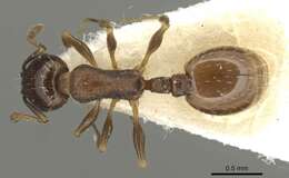 Image de Temnothorax simesno