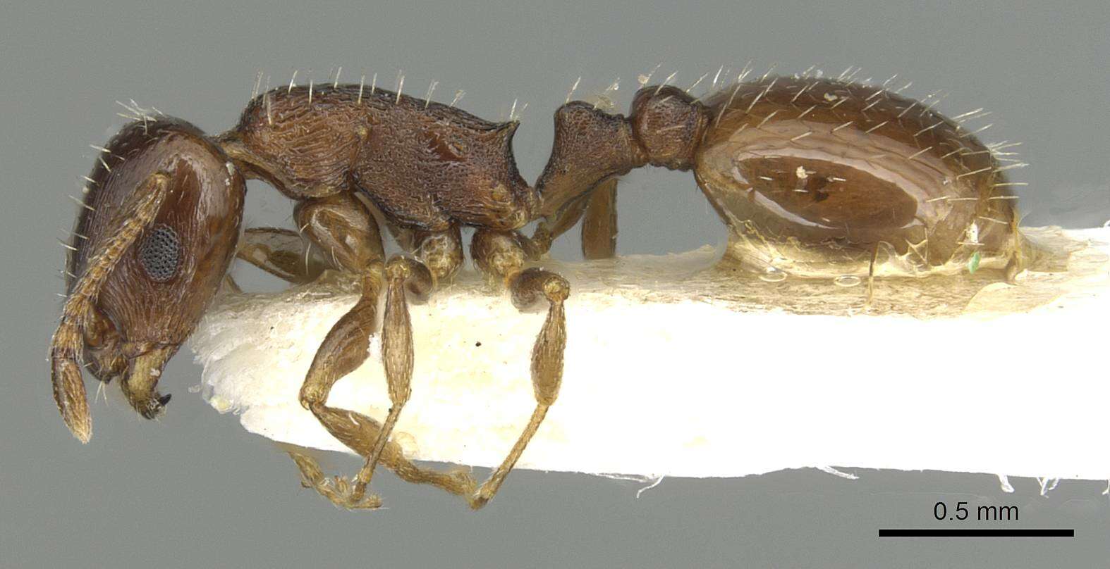 Image de Temnothorax simesno