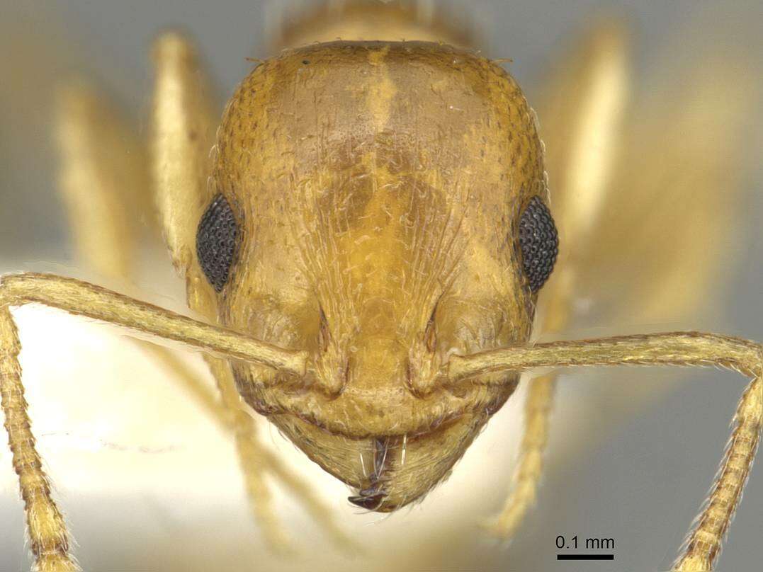 Image of <i>Temnothorax cristinae</i>