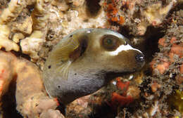 Image of Black Spotted Blow Fish