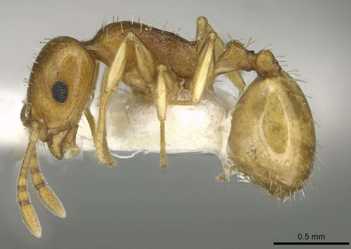 Image of <i>Temnothorax cristinae</i>