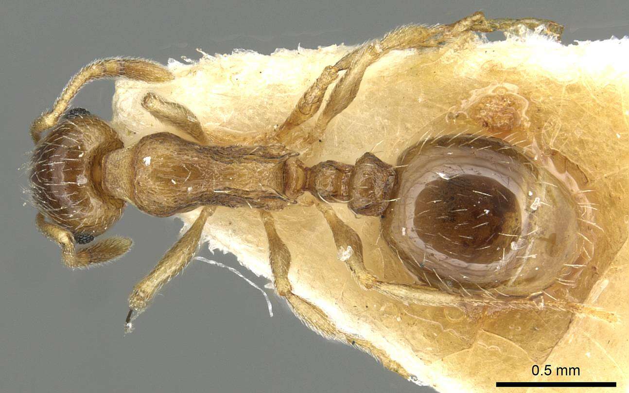 Image of Temnothorax caesari