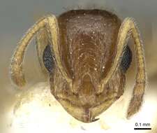 Image of Temnothorax caesari