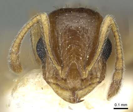 Image de Temnothorax caesari