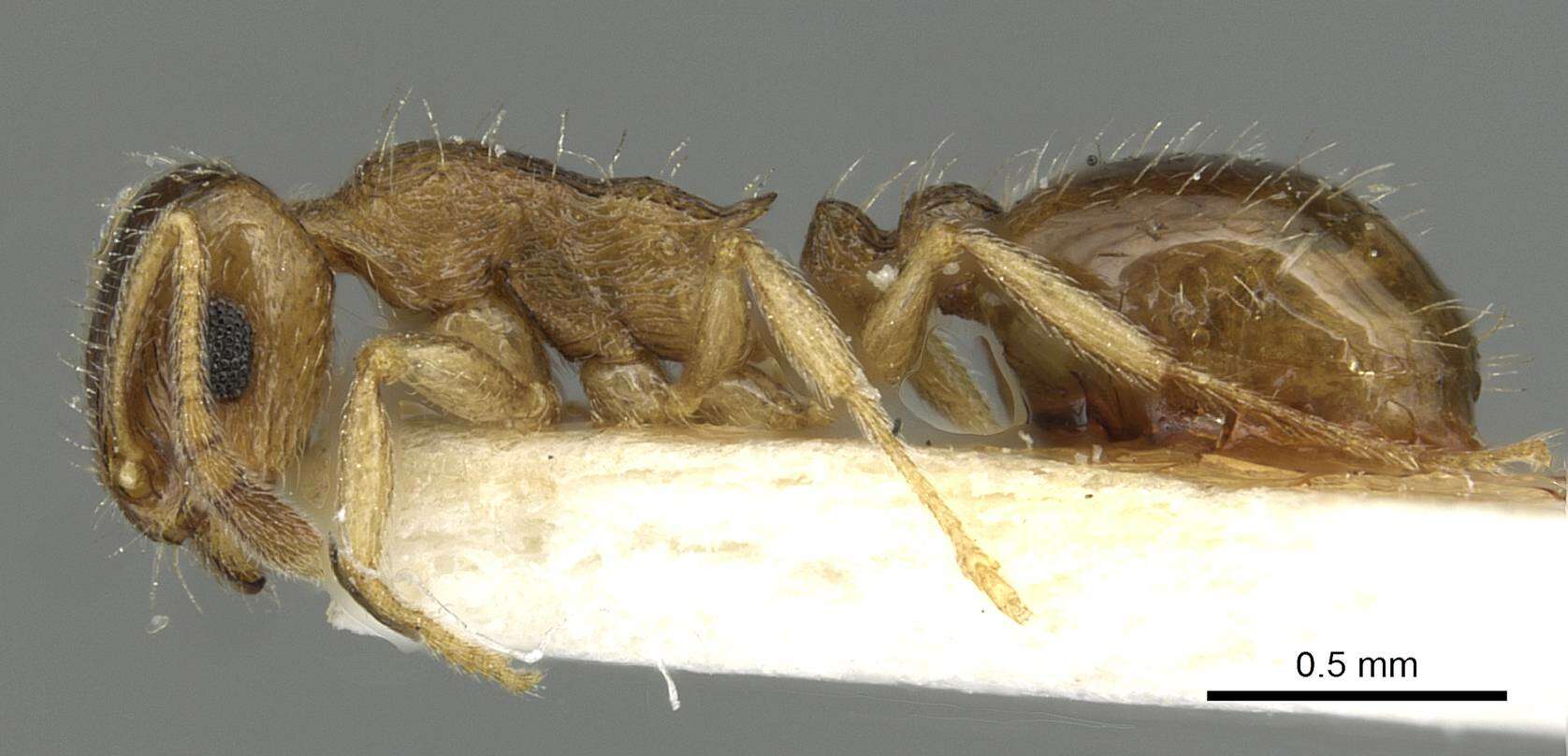 Image of Temnothorax caesari