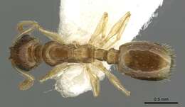 Image of Temnothorax universitatis