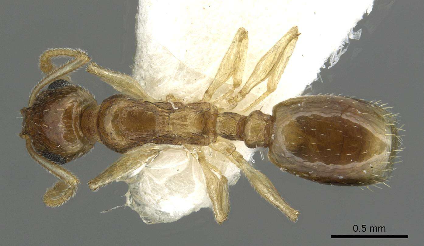 Image of Temnothorax universitatis