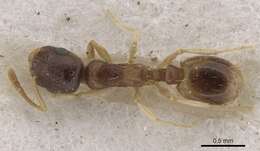 Image of Temnothorax mimeuri