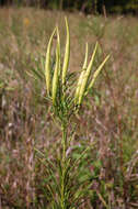 Image of whorled milkweed