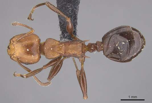 Image of Atopomyrmex mocquerysi Andre 1889