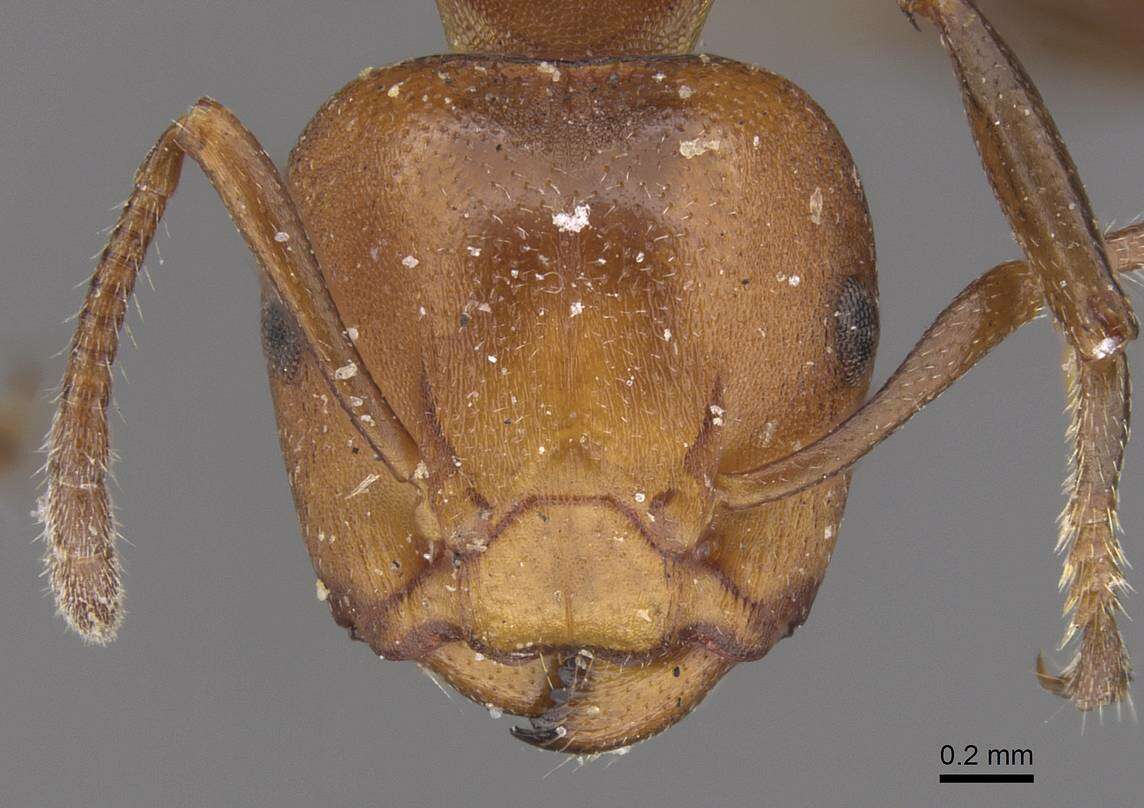 Image of Atopomyrmex mocquerysi Andre 1889