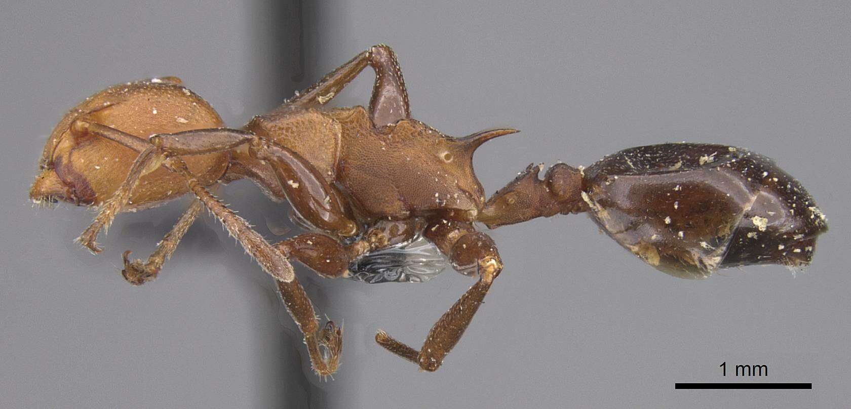 Image of Atopomyrmex mocquerysi Andre 1889