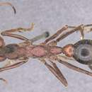 صورة Myrmecia flavicoma Roger 1861