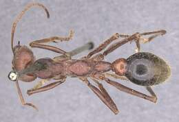 صورة Myrmecia flavicoma Roger 1861