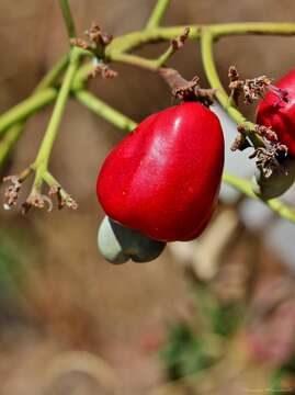 Image of Anacardium humile St.-Hil.