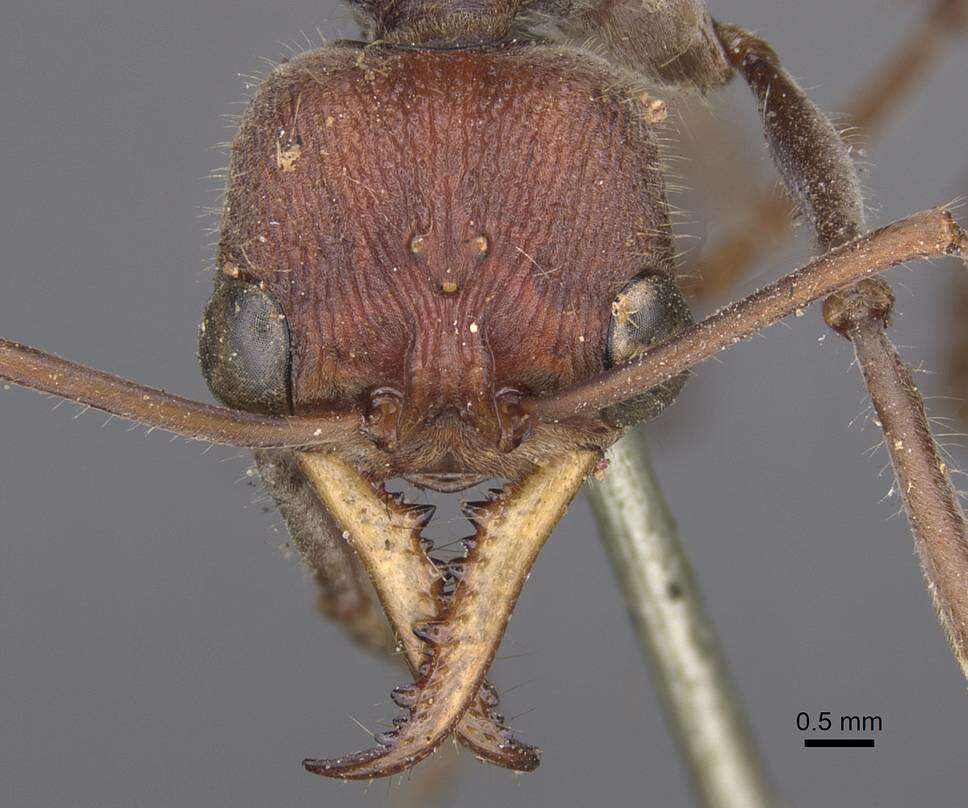 صورة Myrmecia flavicoma Roger 1861