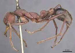 صورة Myrmecia flavicoma Roger 1861