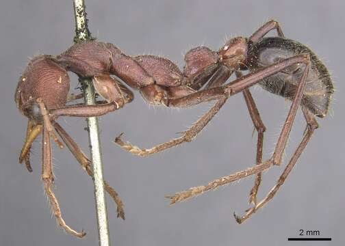 صورة Myrmecia flavicoma Roger 1861